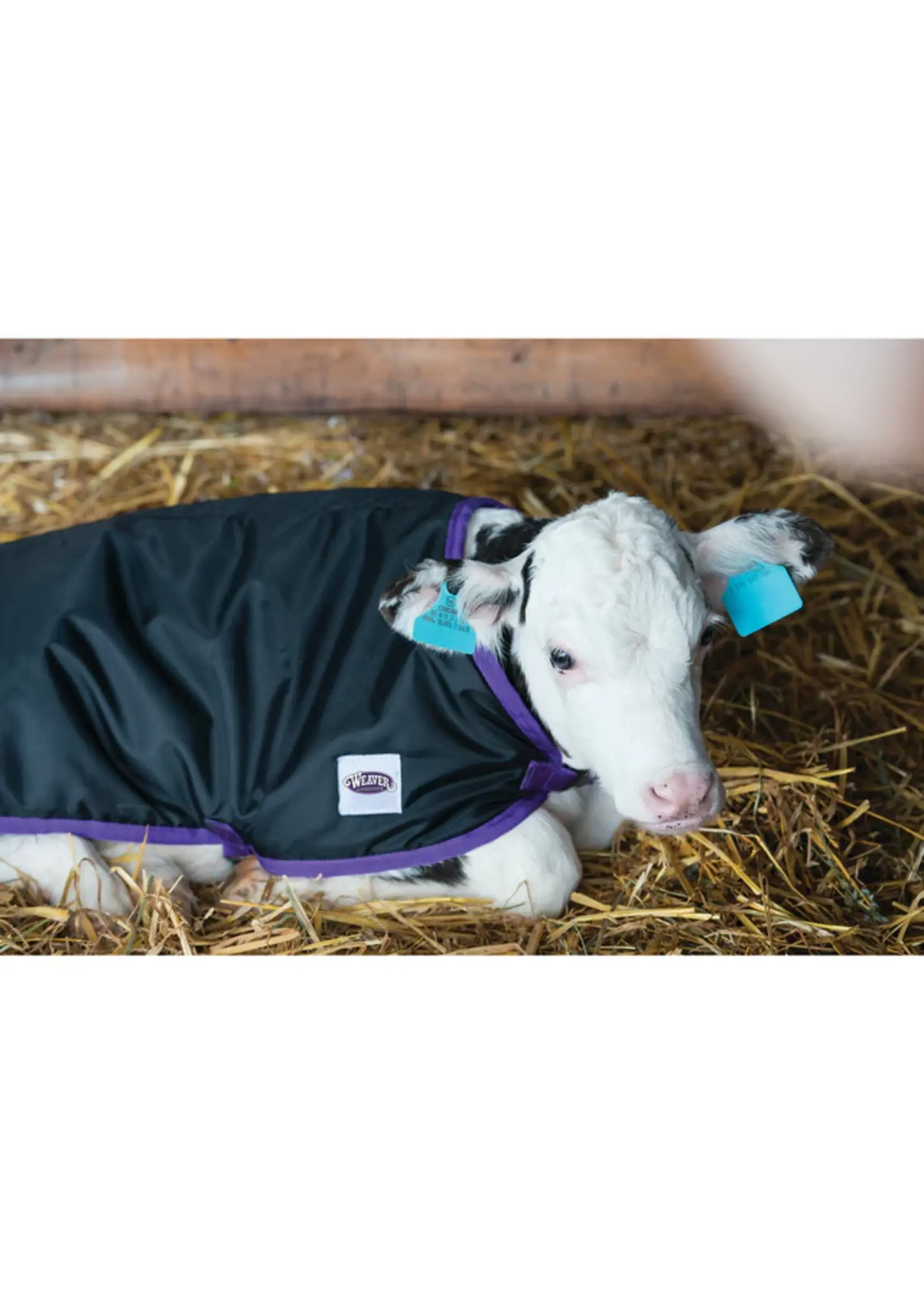Weaver Livestock Weaver Livestock Pro Calf Blanket Black Regular