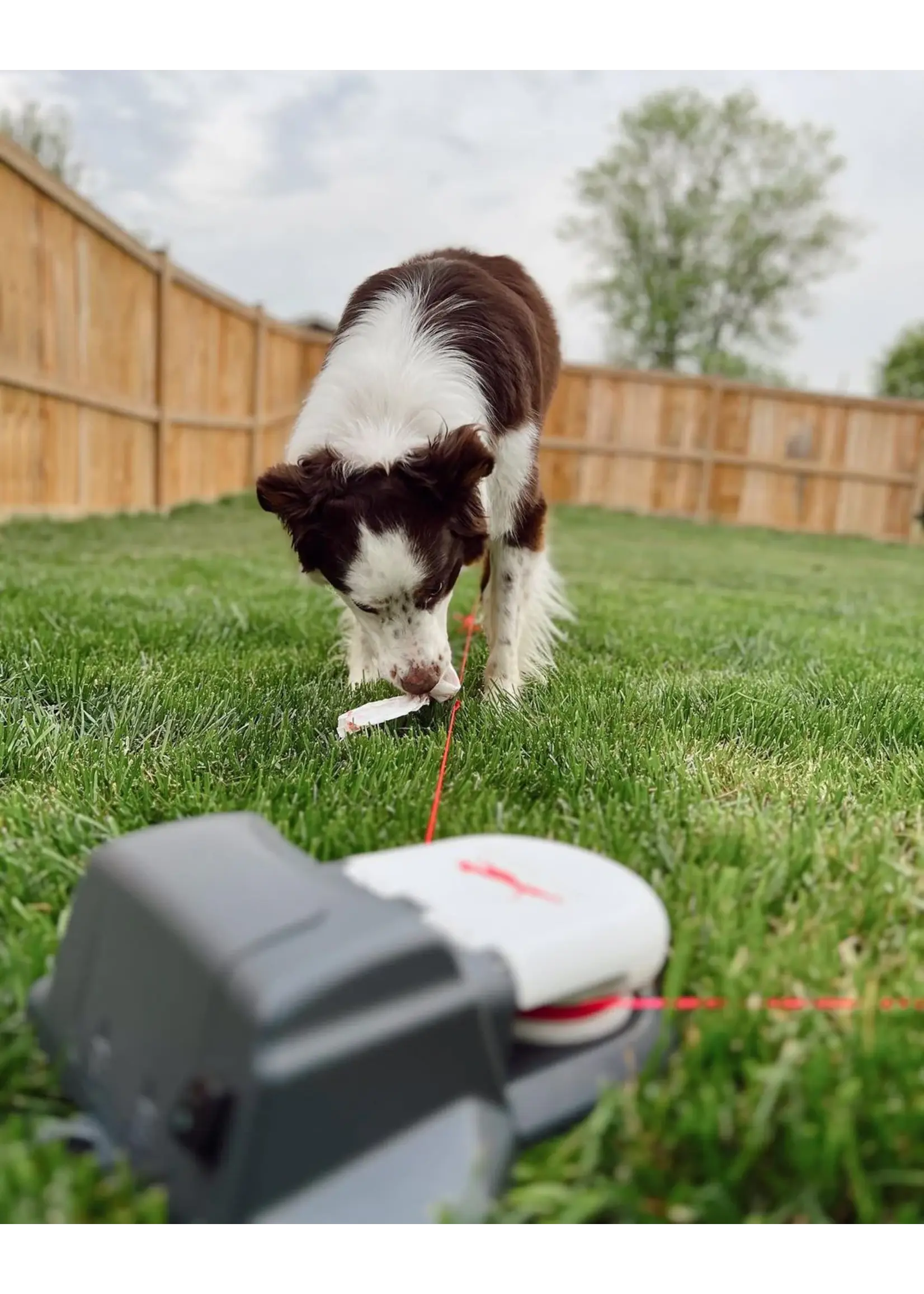 Swift Paws Chase! Lure Coursing Kit