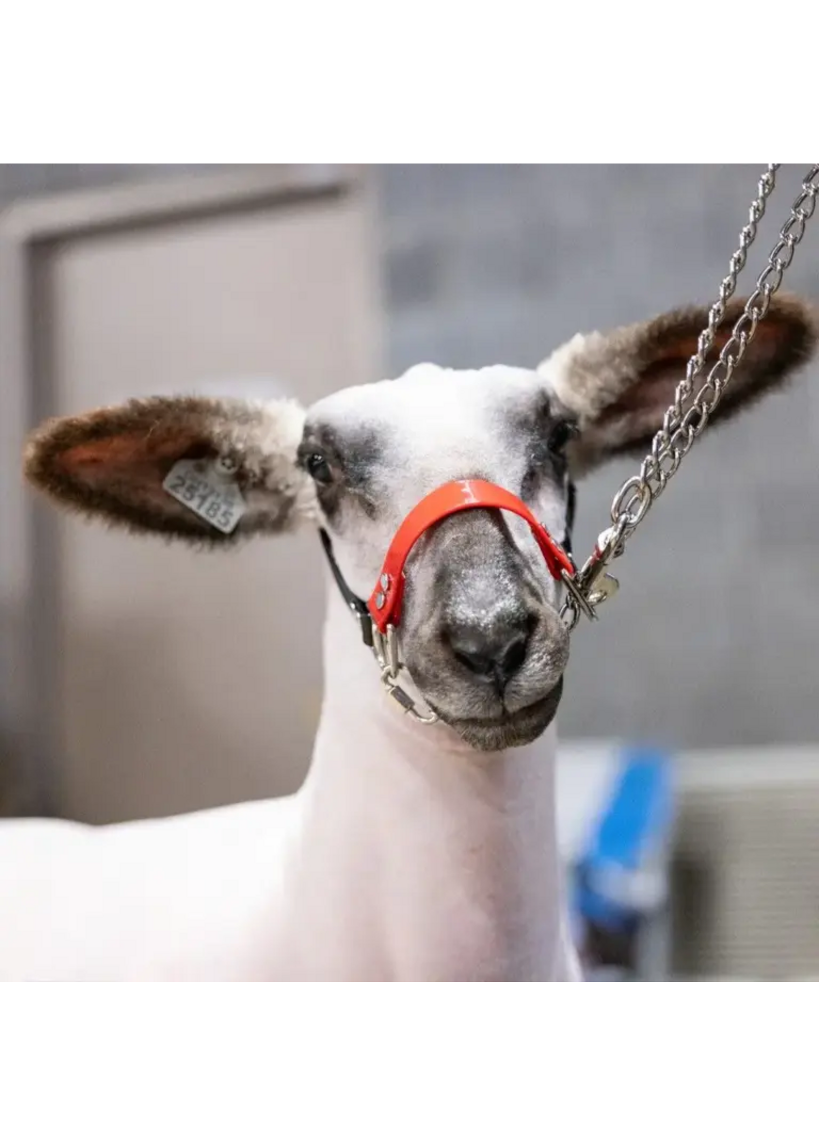 Sullivan Supply Sullivan Supply Next Level Chain Halter