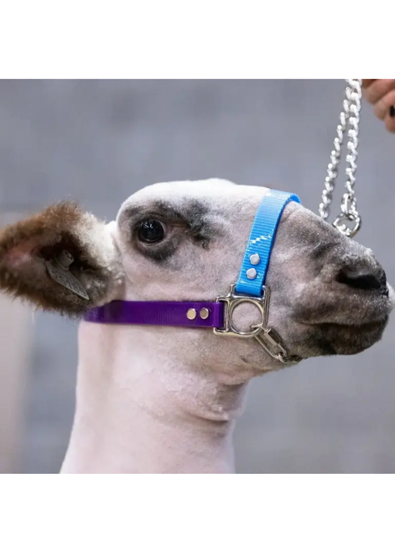 Sullivan Supply Sullivan Supply Next Level Chain Halter