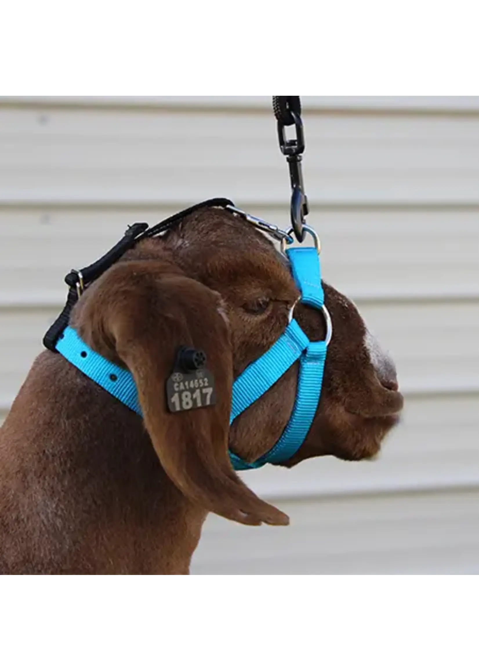 Sullivan Supply Sullivan Supply Performance Lamb & Goat Halter Blue