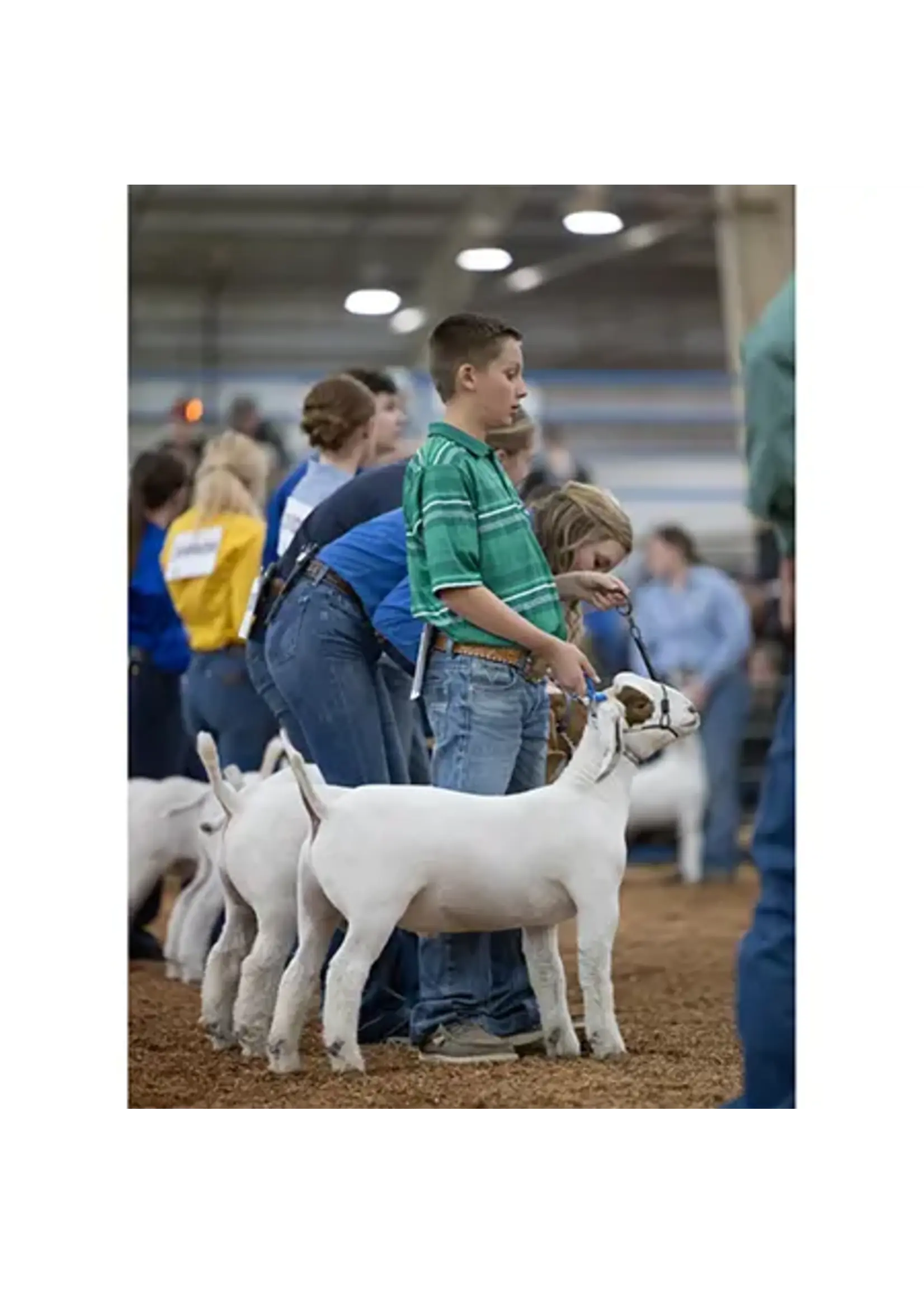 Sullivan Supply Sullivan Supply Strong Hold Cable Halter Sheep/Goat