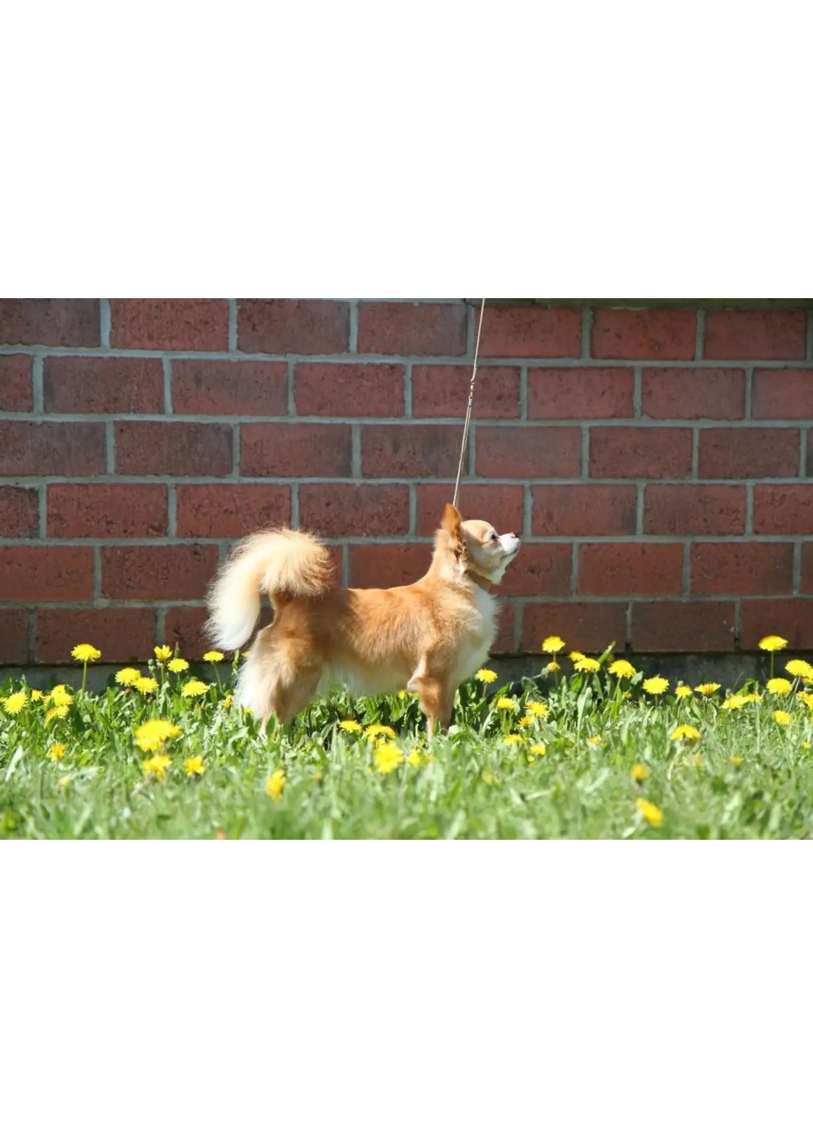Peke Secret Peke Secret Red Secret