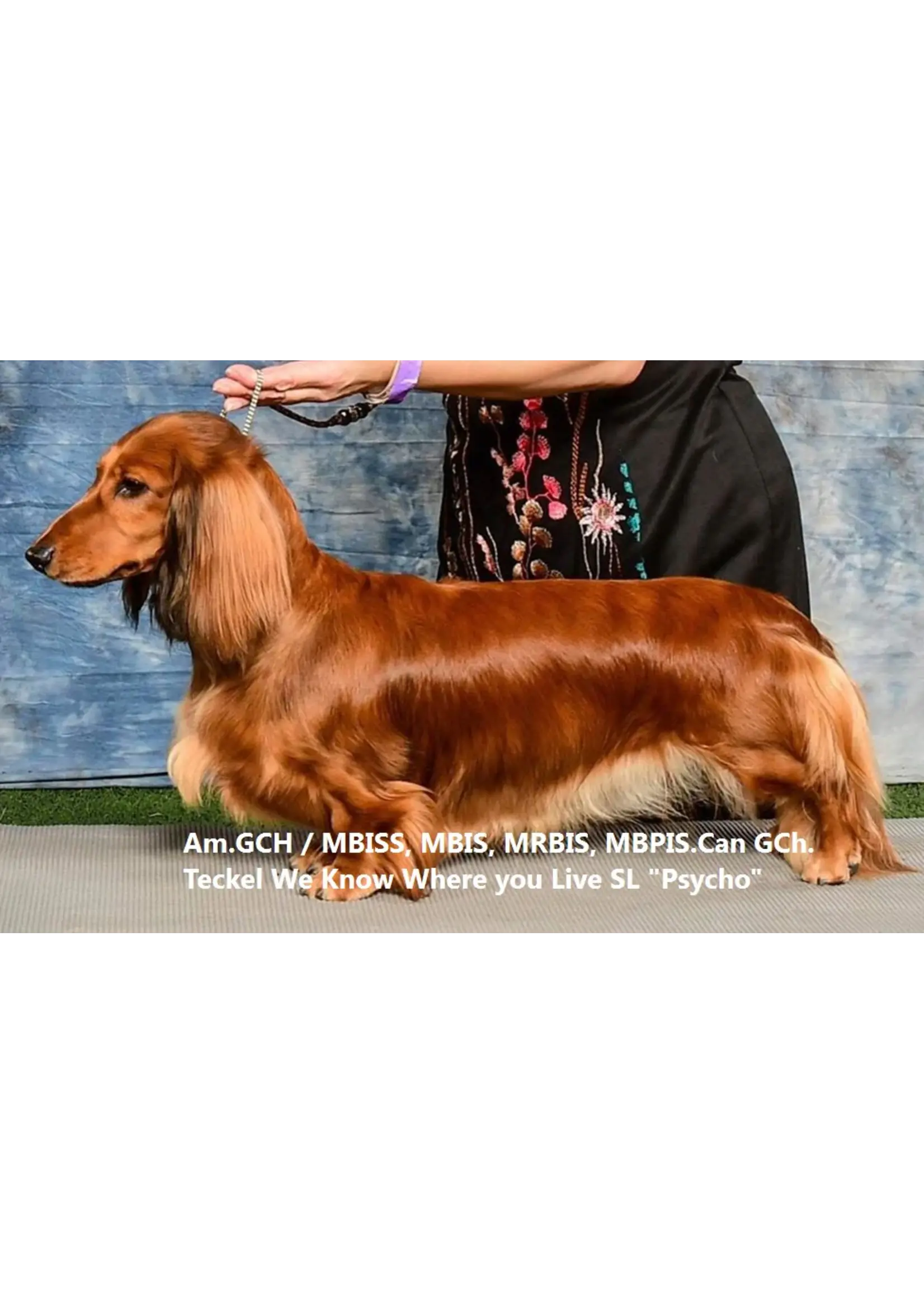 Peke Secret Peke Secret Red Secret