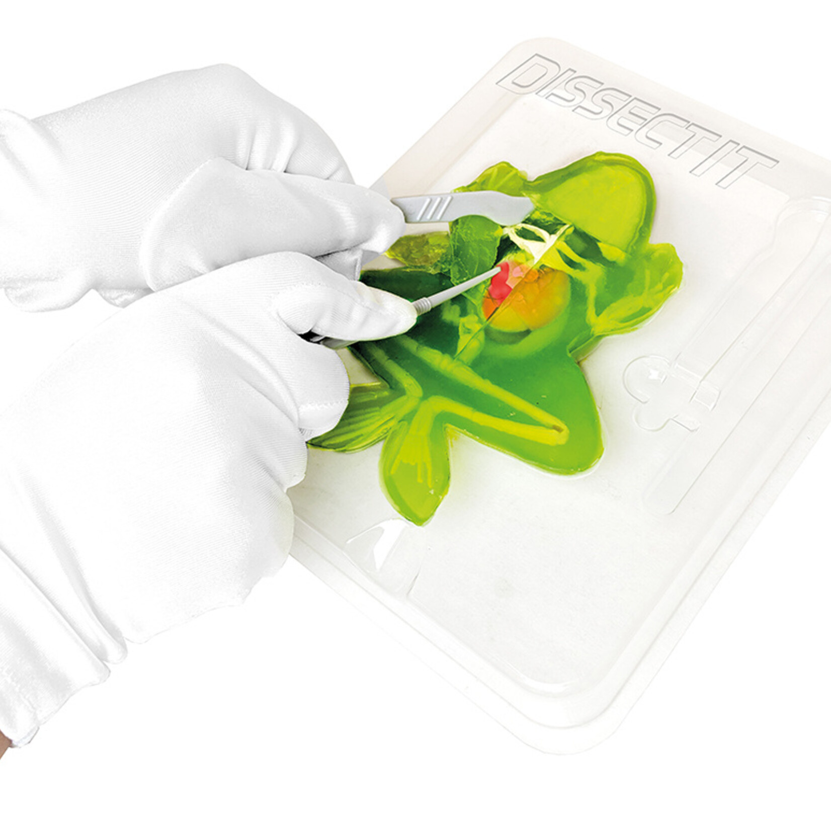 Red Planet Dissect It Trousse de dissection Jouet Grenouille au Labo