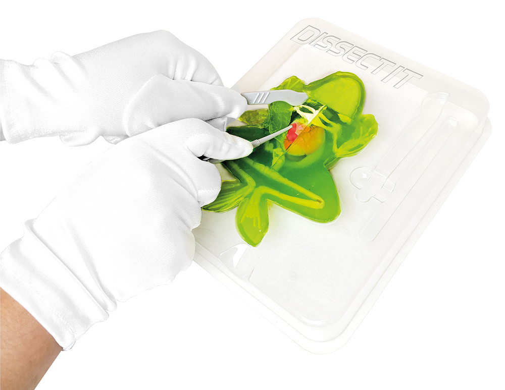 Red Planet Dissect It Trousse de dissection Jouet Grenouille au Labo