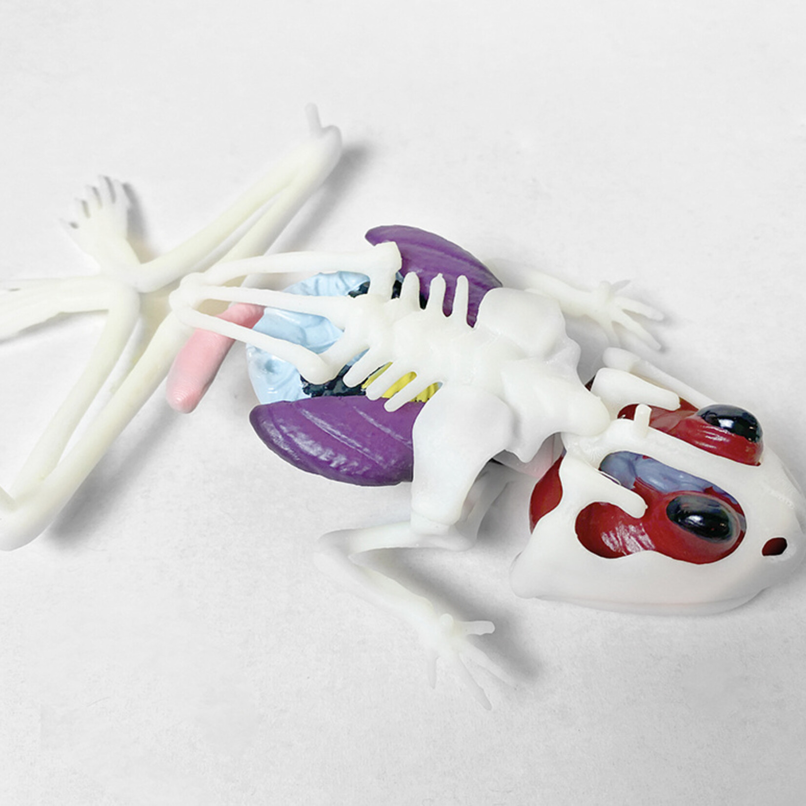 Red Planet Dissect It Trousse de dissection Jouet Grenouille au Labo