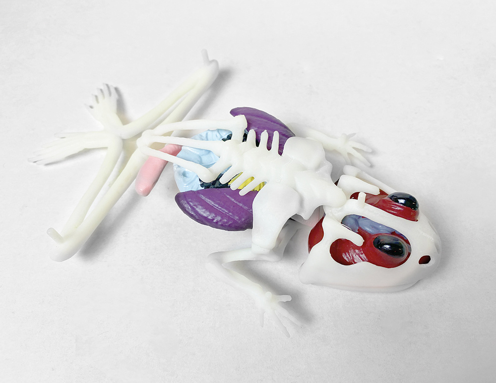 Red Planet Dissect It Trousse de dissection Jouet Grenouille au Labo