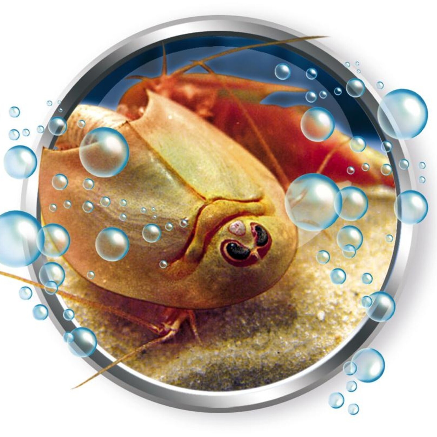 Clementoni Clementoni - Science & Jeu - Élève tes Triops