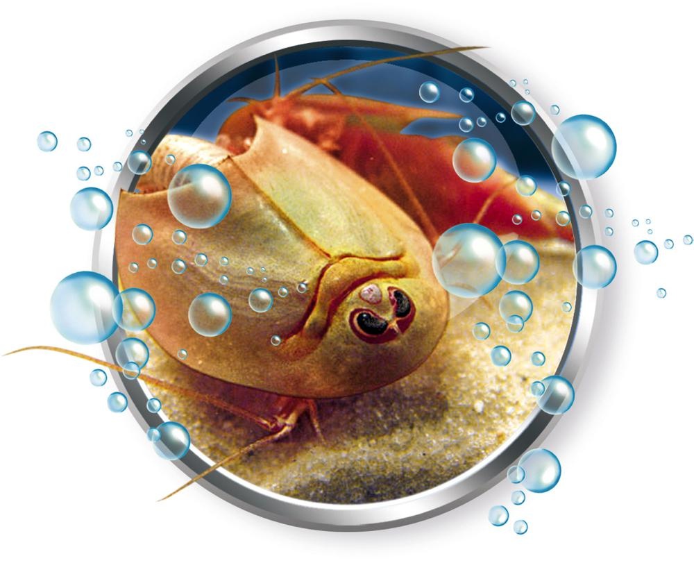 Clementoni Clementoni - Science & Jeu - Élève tes Triops
