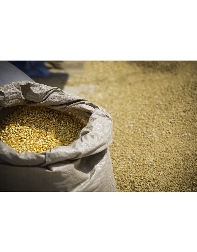 Birds Luv Em Whole Corn Bird Seed For Poultry 10 lb