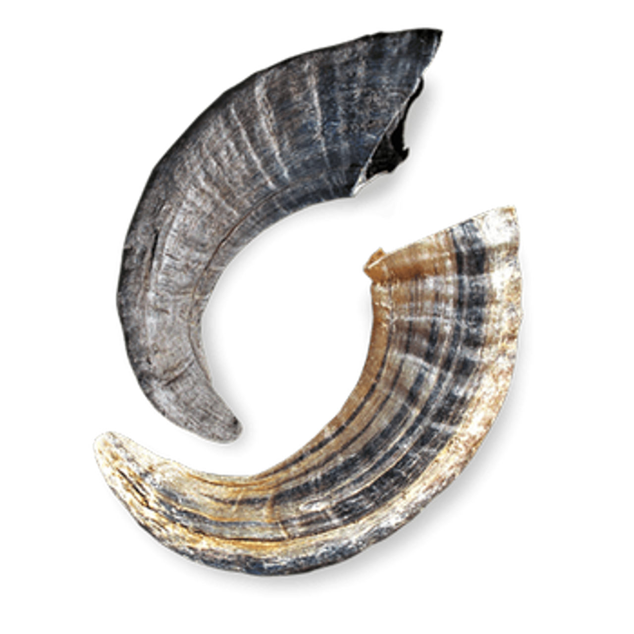 Icelandic Icelandic Large Lamb Horn Dog Treat Noah's Ark