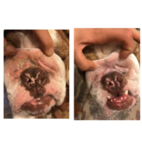 Squishface Squishface Wrinkle Wipes Wrinkly Dogs