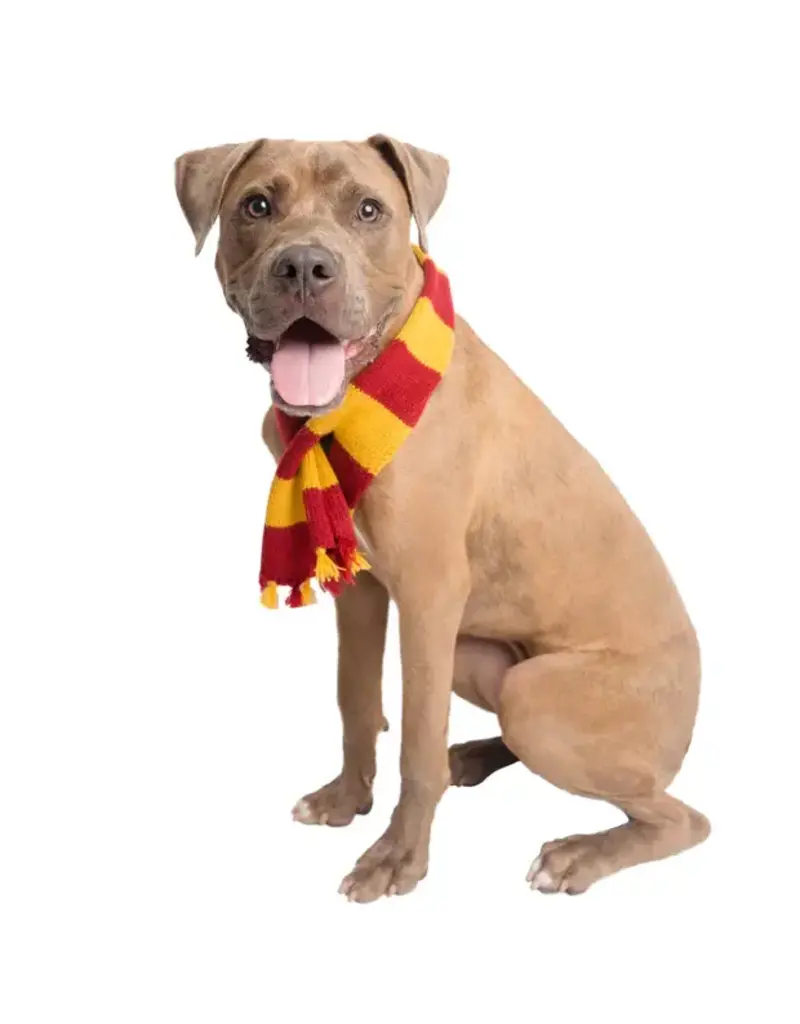 Pet Krewe Pet Krewe Hipster Wizard Scarf