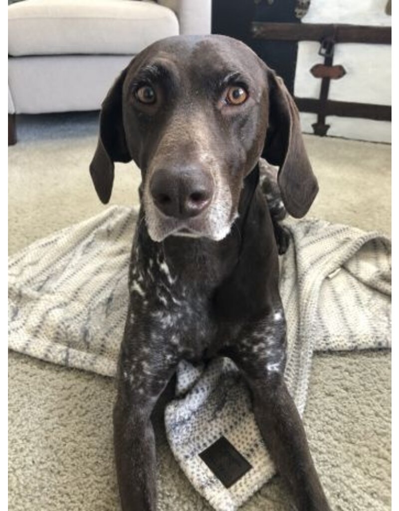 Tall Tails Tall Tails Blanket Cable Knit 30 x 40 in