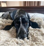 Tall Tails Tall Tails Blanket Waterproof Grey 40 x 60 in