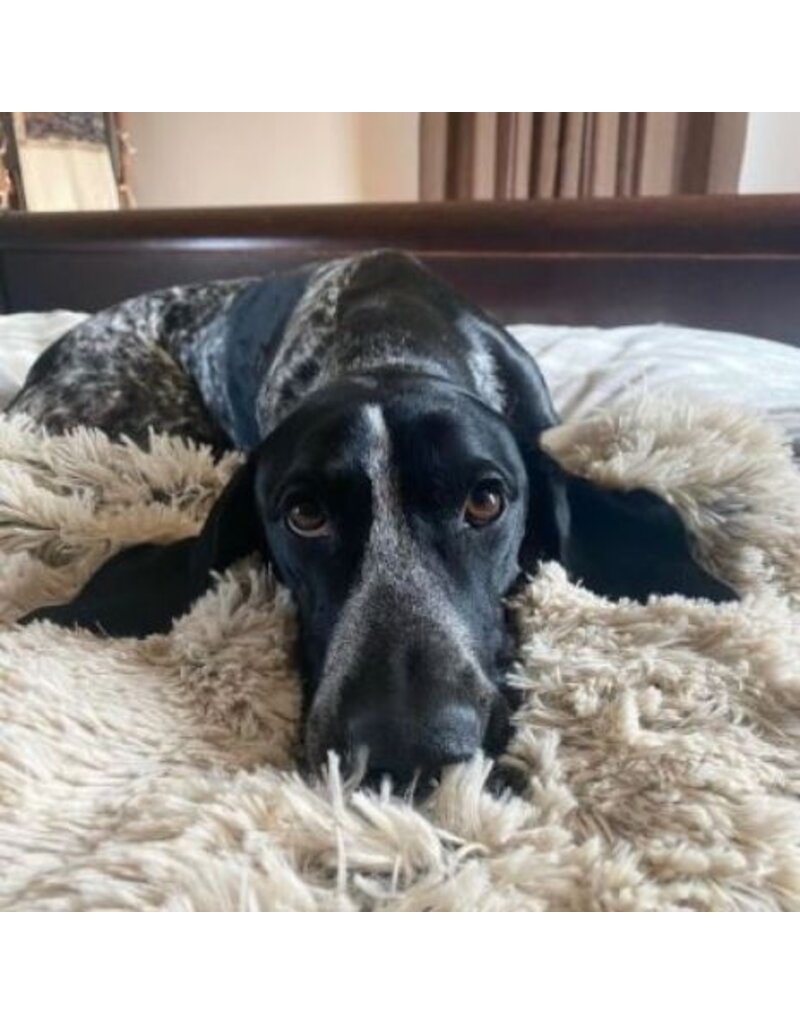 Tall Tails Tall Tails Blanket Waterproof Grey 40 x 60 in