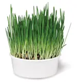 Smartykat SmartyKat Sweet Greens Organic Oat Grass Grow Kit
