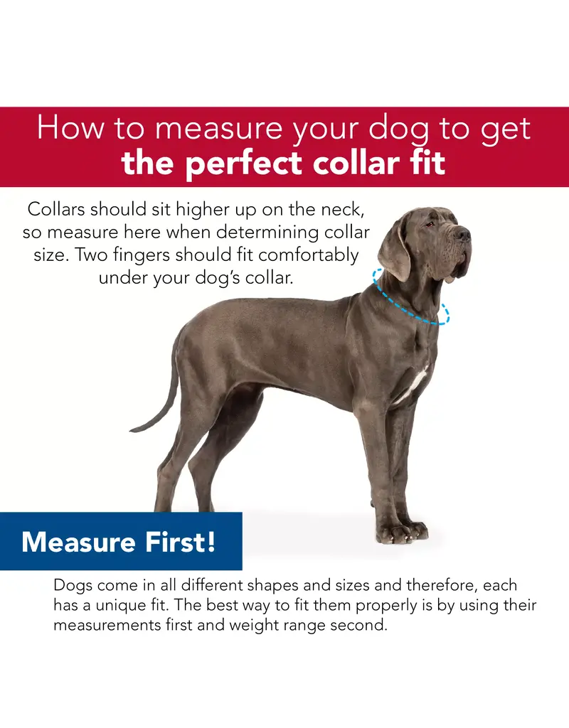 Coastal Pet Coastal Pet Macho Dog Collar