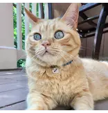 Coastal Pet Coastal Pet Elastacat Cat Collar