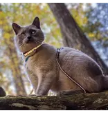 Coastal Pet Coastal Pet Lazerbrite Cat Collar
