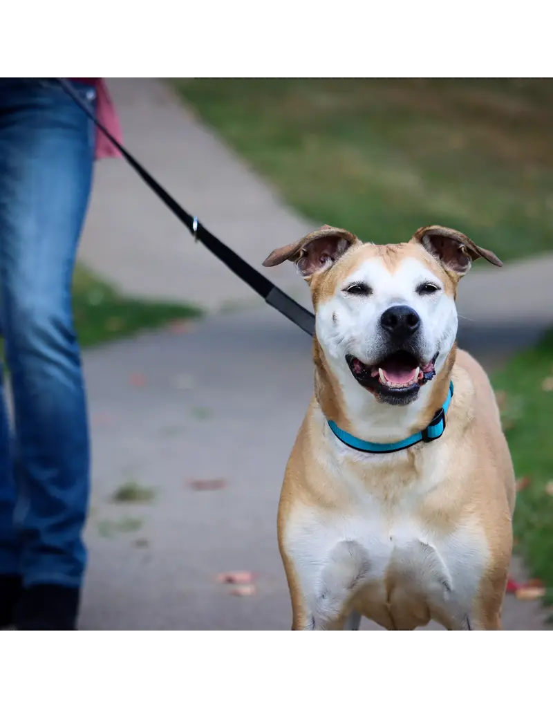 Coastal Pet Coastal Pet Inspire Adjustable Collar
