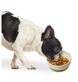 Ethical Pet Spot Sedona Dog Dish