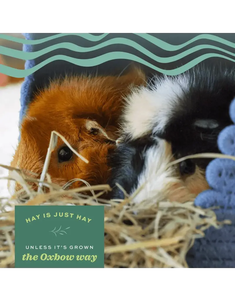 Oxbow Oxbow Western Timothy Hay