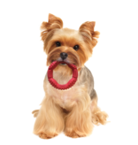 Ethical Pet Spot Barrett Tough Ring 5 In