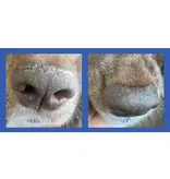 Squishface Squishface Nose Balm 1.75oz