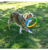 Kong Company Kong Twistz High-Viz Ring