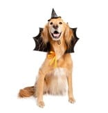 Pet Krewe Pet Krewe Witch Hat and Collar Dog Costume Lg