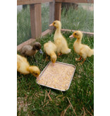 Scratch and Peck Scratch & Peck Organic Chicken & Duck Starter Mash 10 Lb