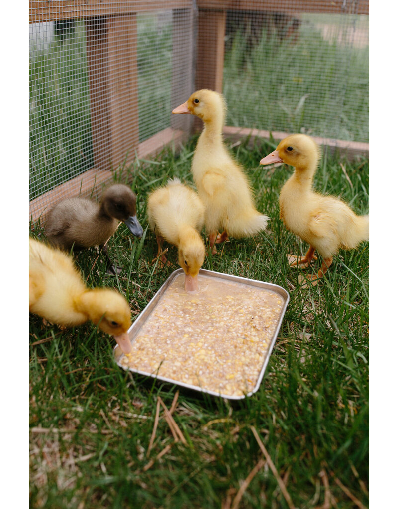 Scratch and Peck Scratch & Peck Organic Chicken & Duck Starter Mash 10 Lb