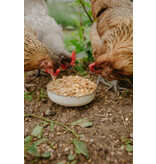 Scratch and Peck Scratch & Peck Organic Chicken & Duck Layer Mash