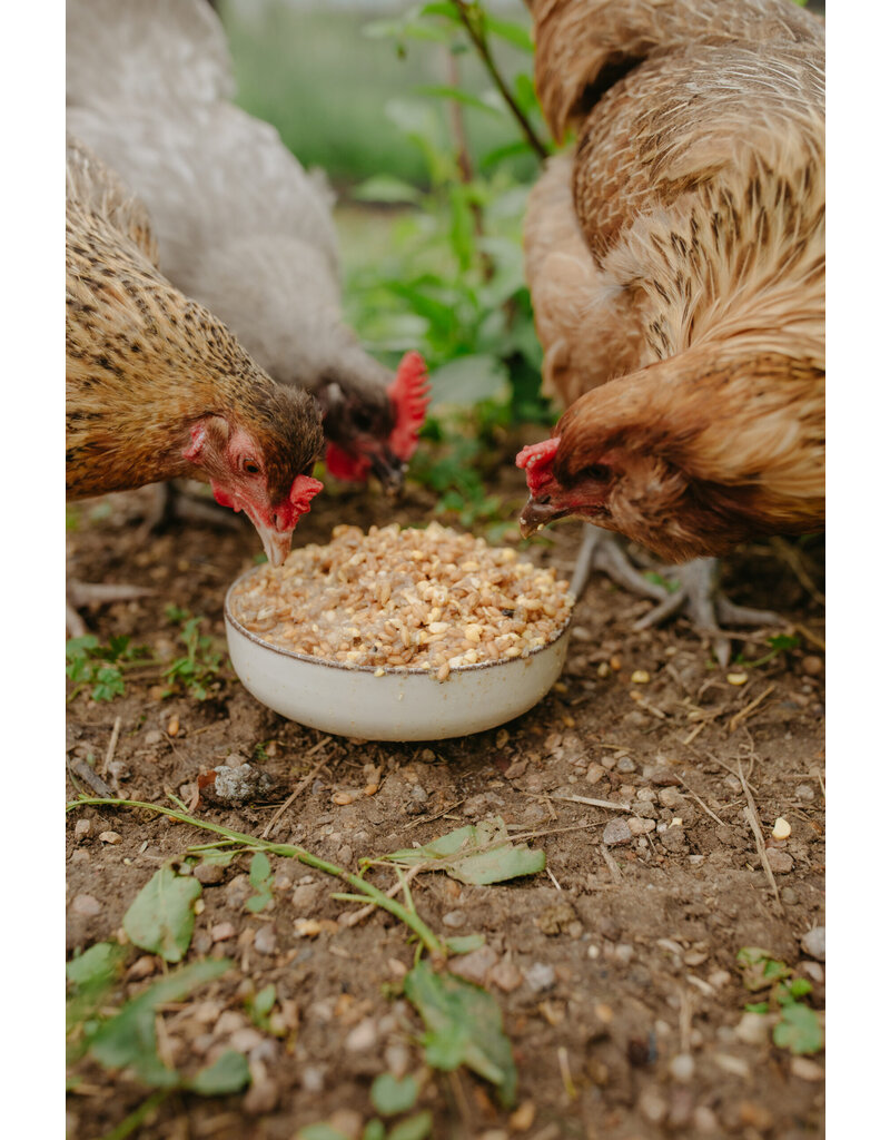 Scratch and Peck Scratch & Peck Organic Chicken & Duck Layer Mash