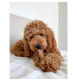 Nylabone Nylabone Healthy Edibles Bacon Bone Treat