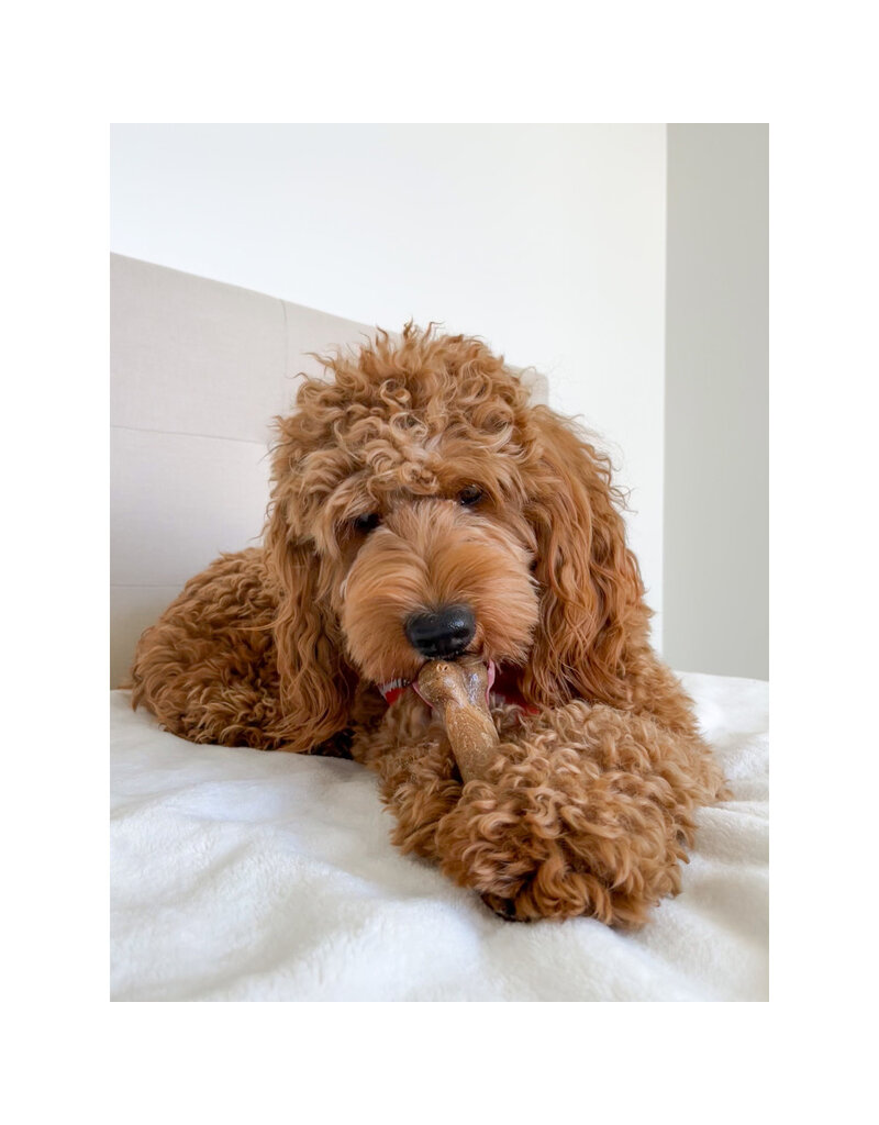 Nylabone Nylabone Healthy Edibles Bacon Bone Treat