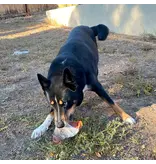 Icelandic Icelandic Pig Ear with Fish Skin Wrap