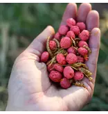 Happy Hen Happy Hen Free Range Feast Chicken Treat