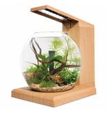 Fluval Fluval LIV Microscaping Aquarium Kit Teak 1.6 Gallon