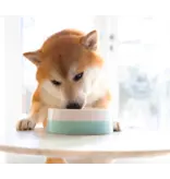 Open Farm Open Farm Harvest Chicken Rustic Stew Wet Dog Food 12.5oz carton