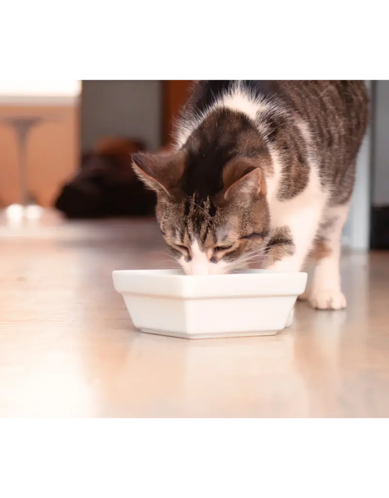 Open Farm Open Farm Rustic Blend Wild-Caught Salmon Wet Cat Food 5.5oz carton