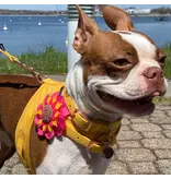 Coastal Pet Coastal Accent Microfiber Collar