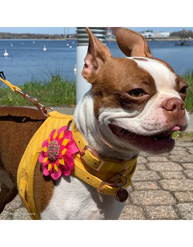 Coastal Pet Accent Microfiber Collar