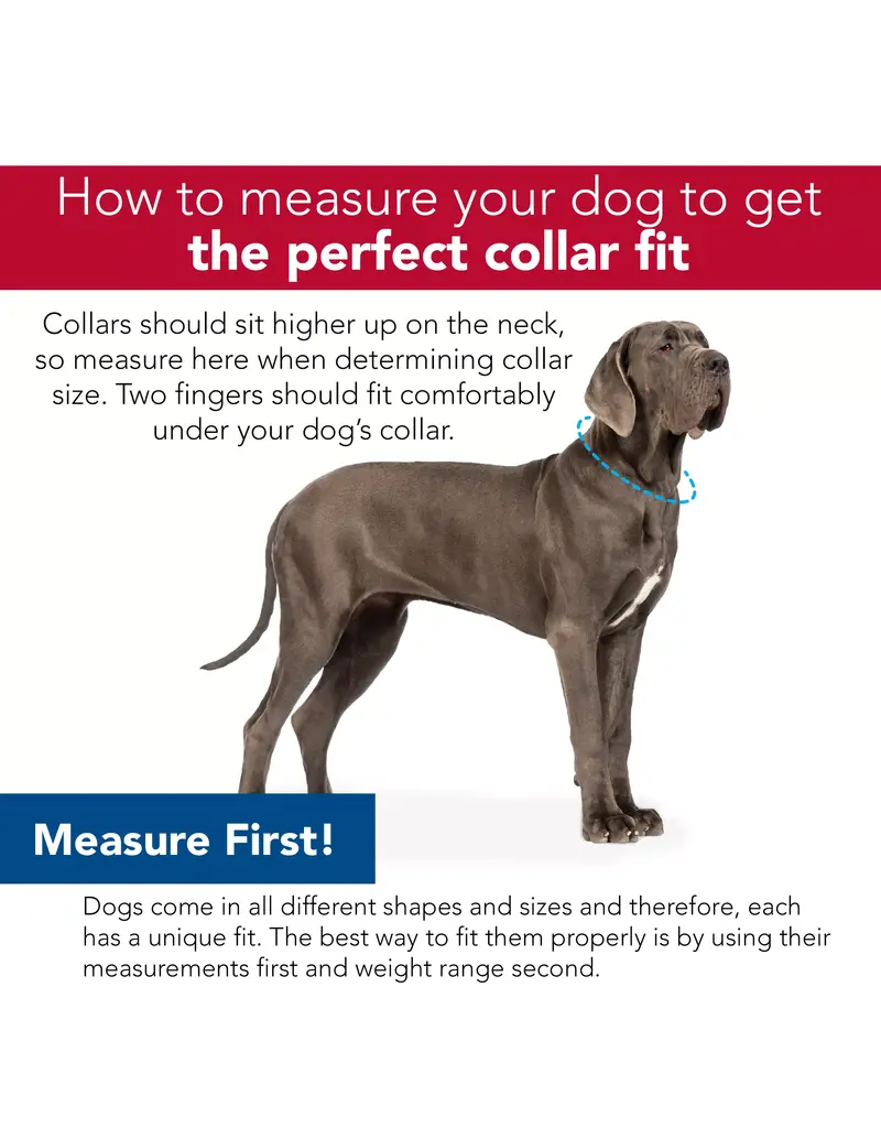 Coastal Pet Accent Microfiber Collar