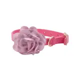 Coastal Pet Coastal Accent Microfiber Collar