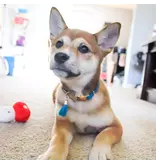 Coastal Pet Coastal Woven Collar With Tassel