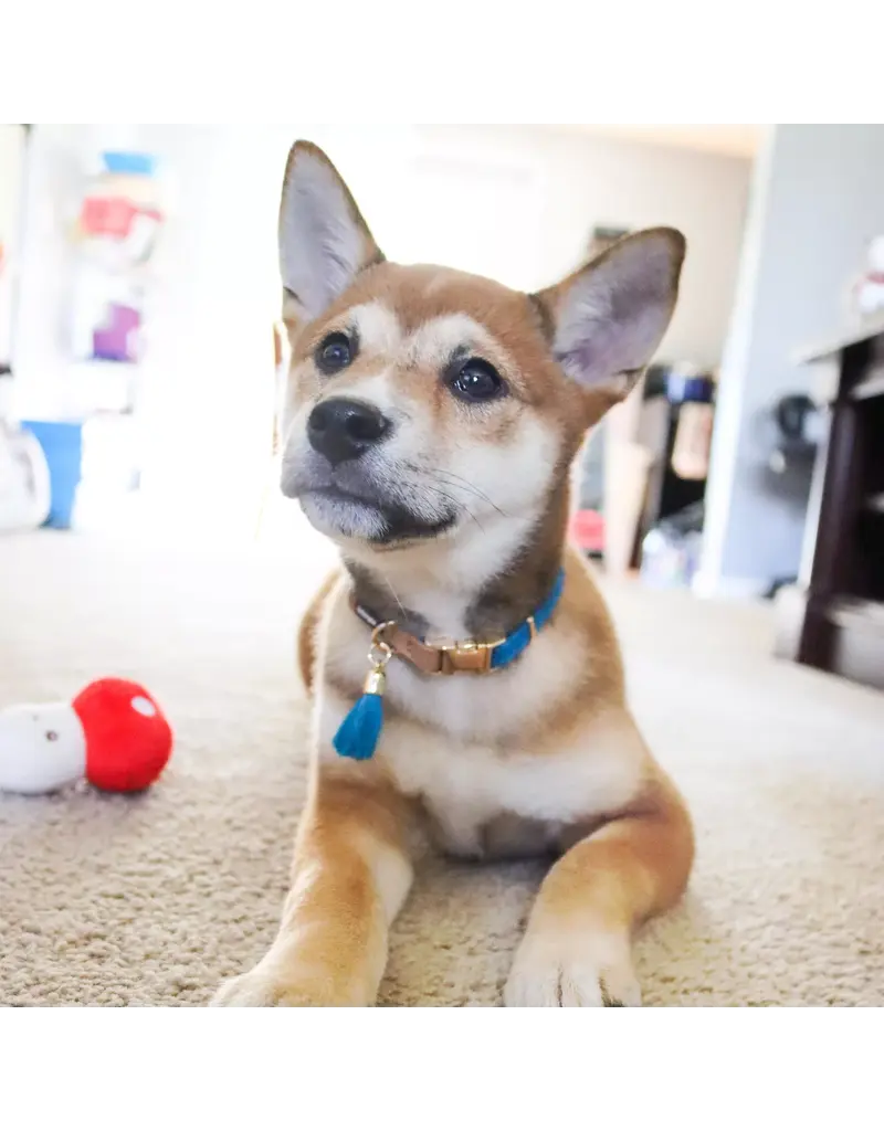 Coastal Pet Coastal Woven Collar With Tassel