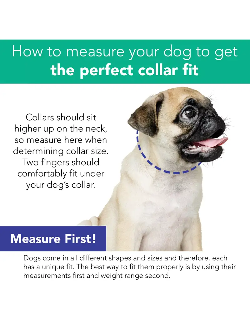 Coastal Pet Coastal Lil Pals Charming Ribbon Collar